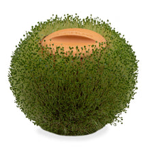 Cargar imagen en el visor de la galería, Kikkerland jardinera terracota orbe verde CD547
