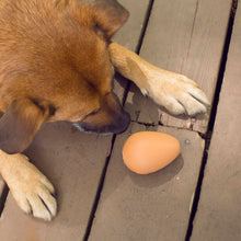 Cargar imagen en el visor de la galería, Kikkerland pelota en forma de huevo para perro DIG06
